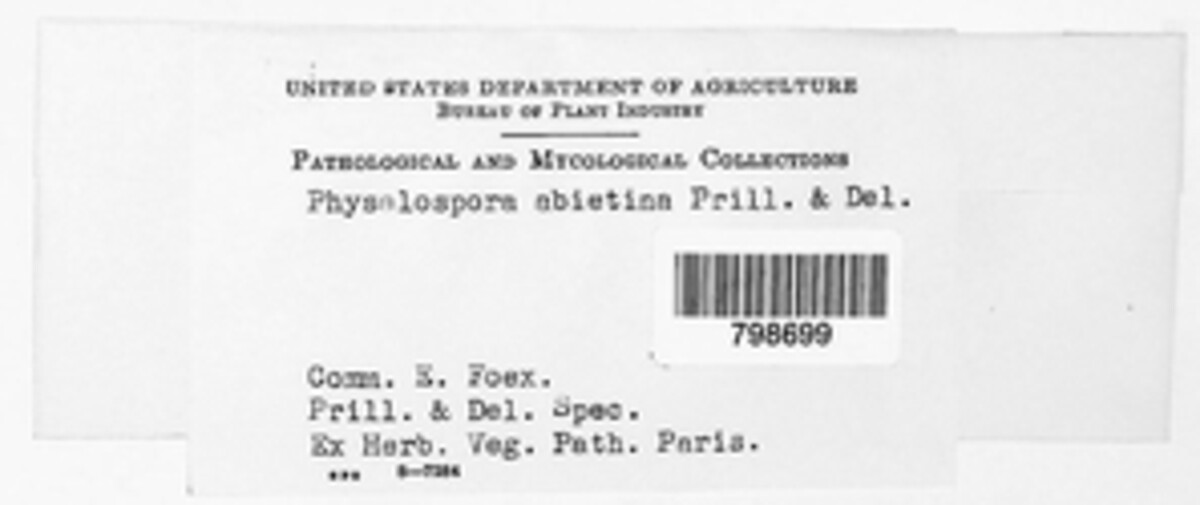 Botryosphaeria abietina image
